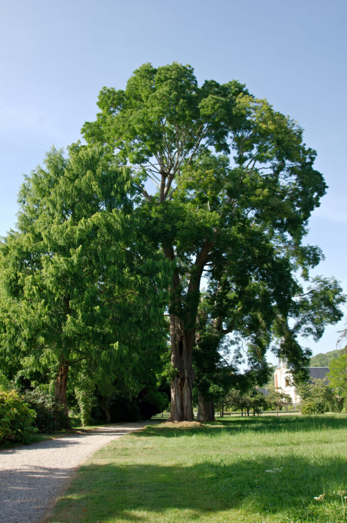 Silhouette d'un sophora du Japon (Sophora japonica) dans le jardin des îles de l’arboretum de Meung-sur-Loire, exemplaire majestueux avec feuillage délicat et floraison blanche estivale.