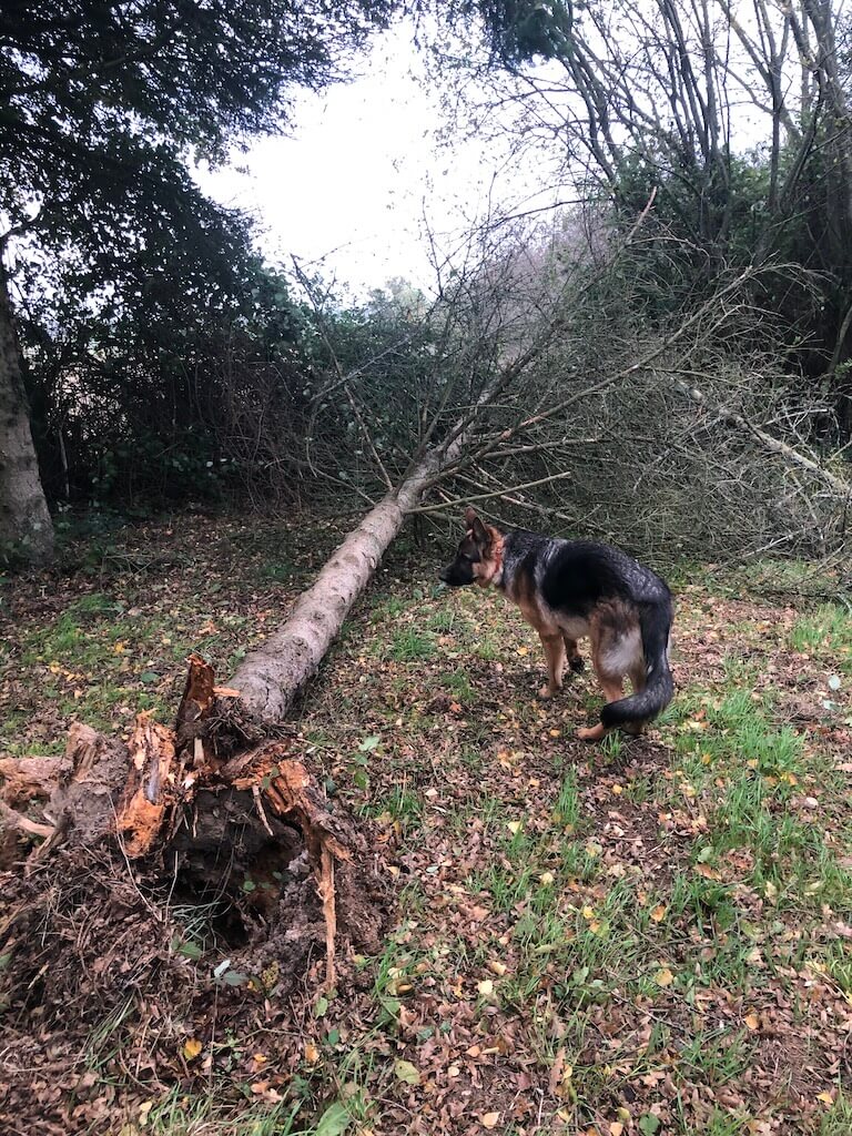 Les dégâts de la tempête Ciaran