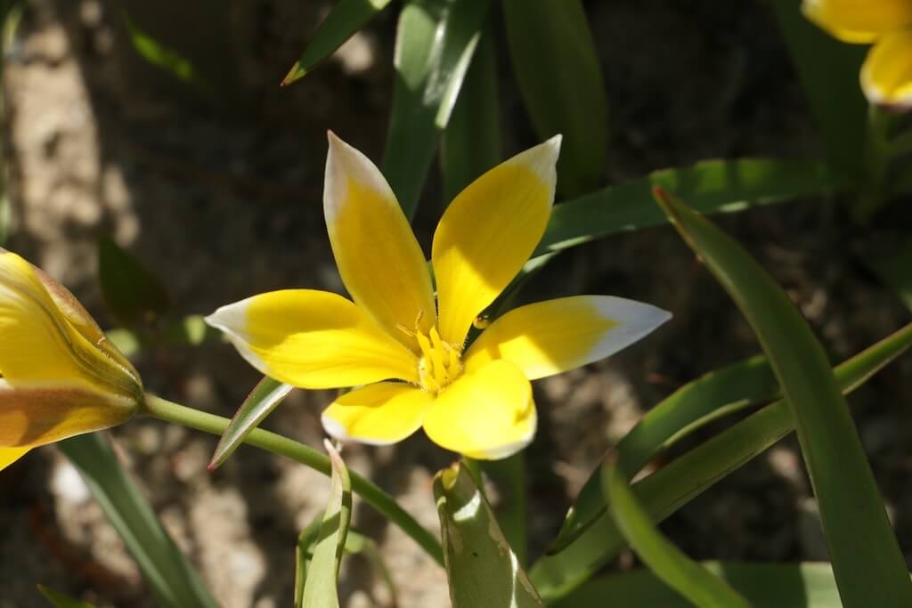 Tulipa urumiensis