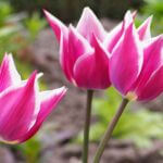 Tulipe fleur de Lys 'Ballade'