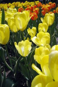 Tulipe Fosteriana 'Eastern Moon'