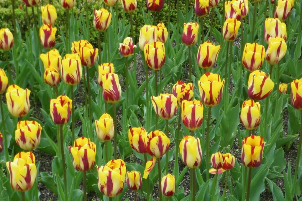 Tulipe Rembrandt 'Helmar'