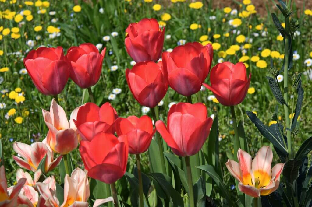 Tulipe hybride darwin 'Van Eijk'