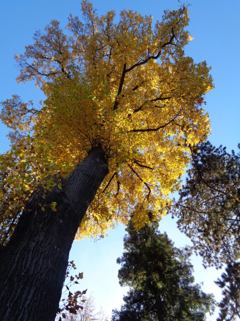 Vue en contre-plongée d’un Tulipier de Virginie (Liriodendron tulipifera) avec son feuillage jaune doré automnal, sous un ciel bleu éclatant.