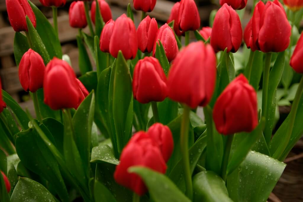 Tulipe triomphe 'Unique de France'