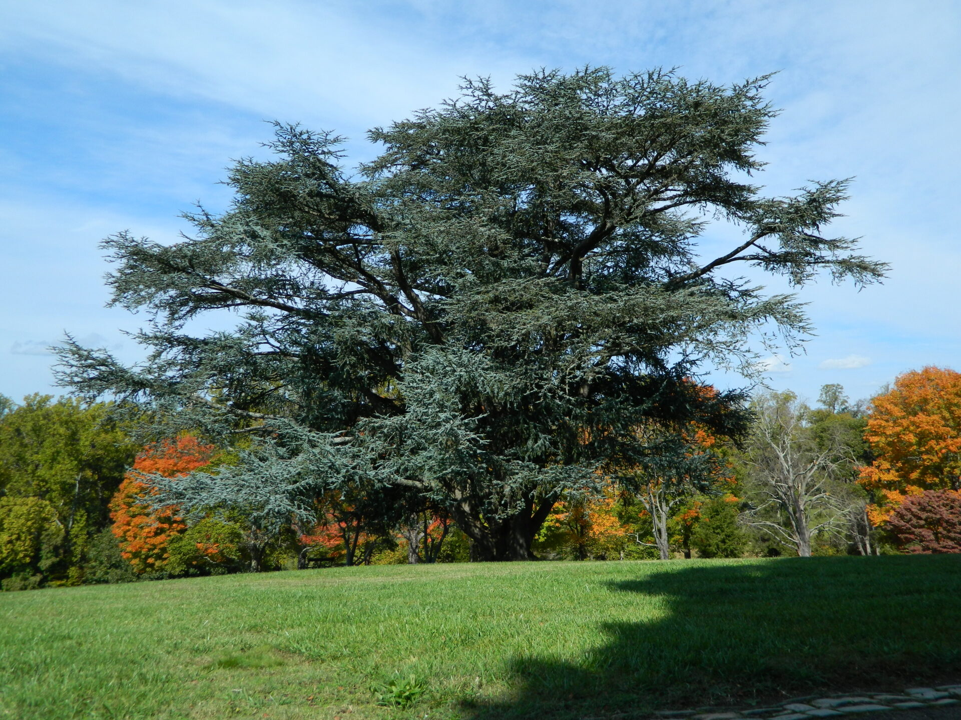 Cèdre de l’Atlas (Cedrus atlantica ‘Glauca’) avec ses aiguilles bleu-argenté et son port majestueux
