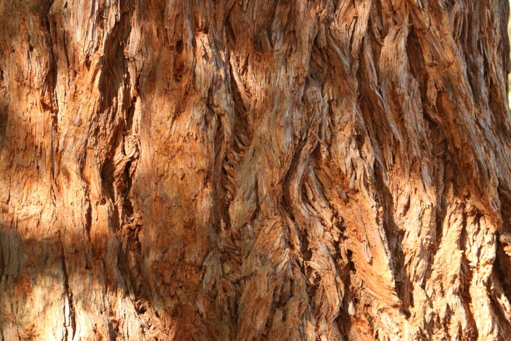 Gros plan sur l’écorce d’un séquoia géant (Sequoiadendron giganteum), montrant sa texture fibreuse et ses teintes orangées.