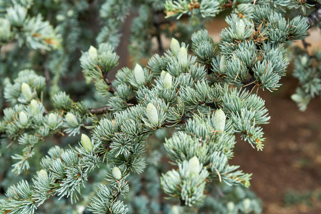 Branches de cèdre de l’Atlas (Cedrus atlantica ‘Glauca’) aux aiguilles bleu-argenté et cônes immatures dans un jardin structuré.