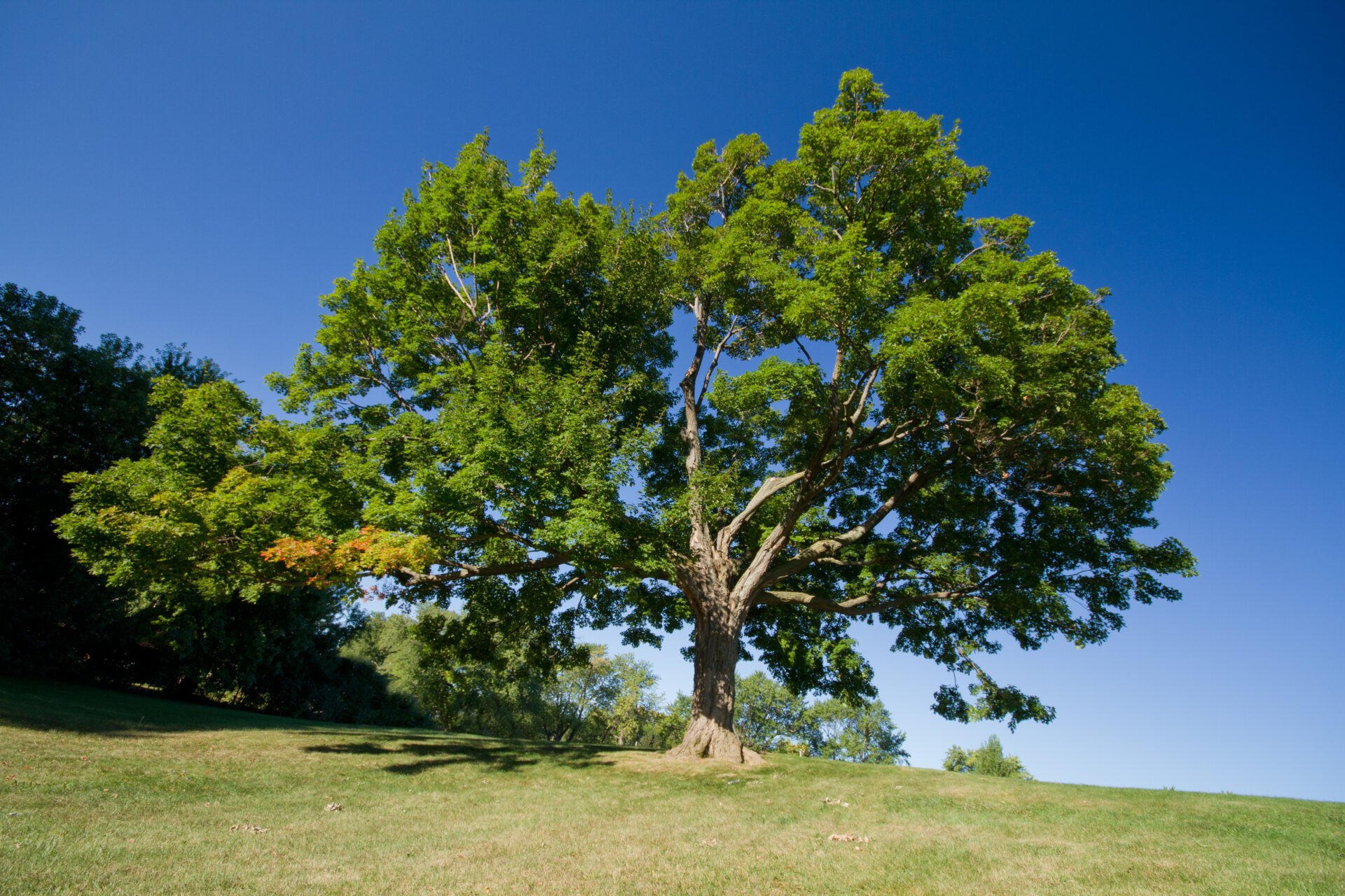 Un érable à sucre (Acer saccharum) majestueux dans un grand jardin, mettant en valeur son feuillage dense vert en été, sous un ciel bleu éclatant.