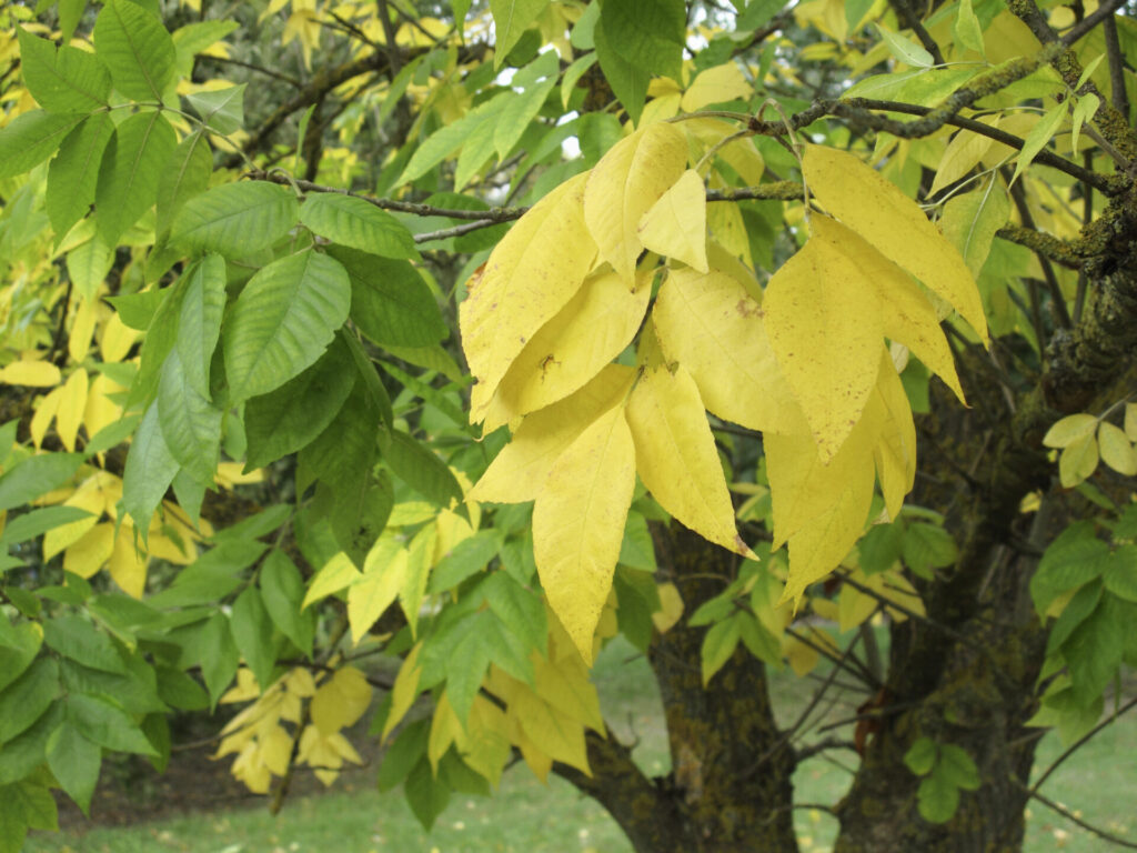 Gros plan sur des feuilles de Frêne d’Amérique (Fraxinus americana) en automne, mélange de feuillage vert et jaune vif.