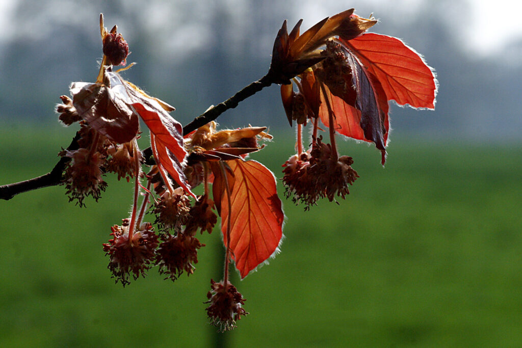 Gros plan sur des feuilles translucides rouge-orange et des chatons du hêtre pourpre (Fagus sylvatica ‘Purpurea’), illuminés par la lumière du soleil avec un arrière-plan flou de prairie verte.
