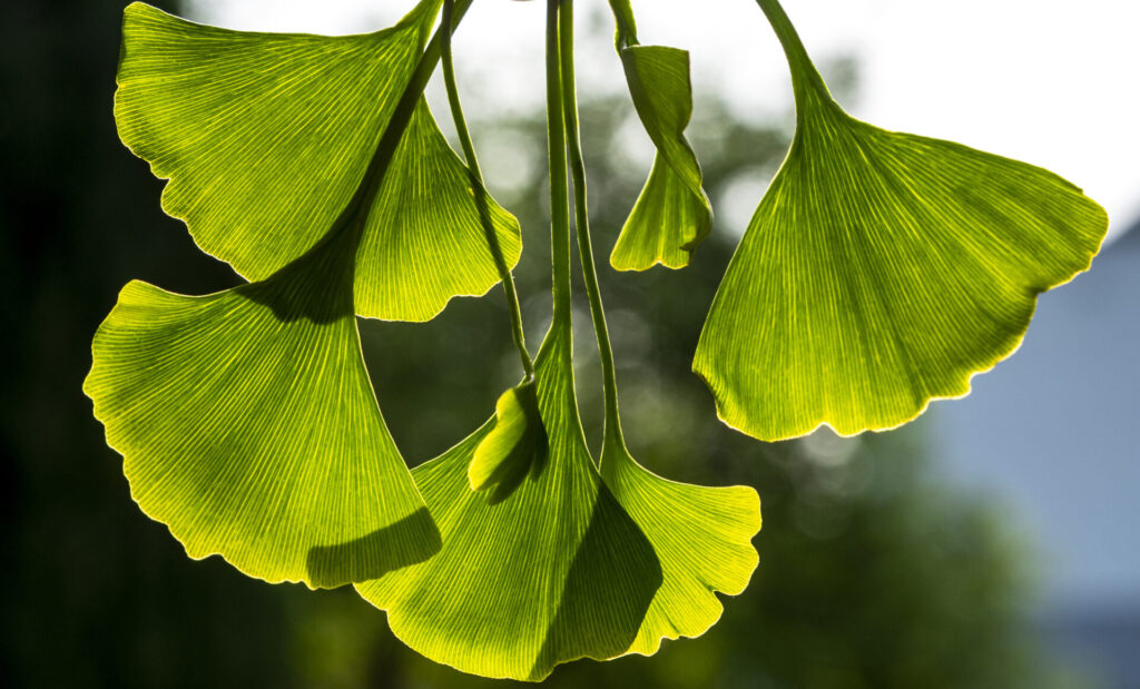 feuille de Ginkgo biloba en été