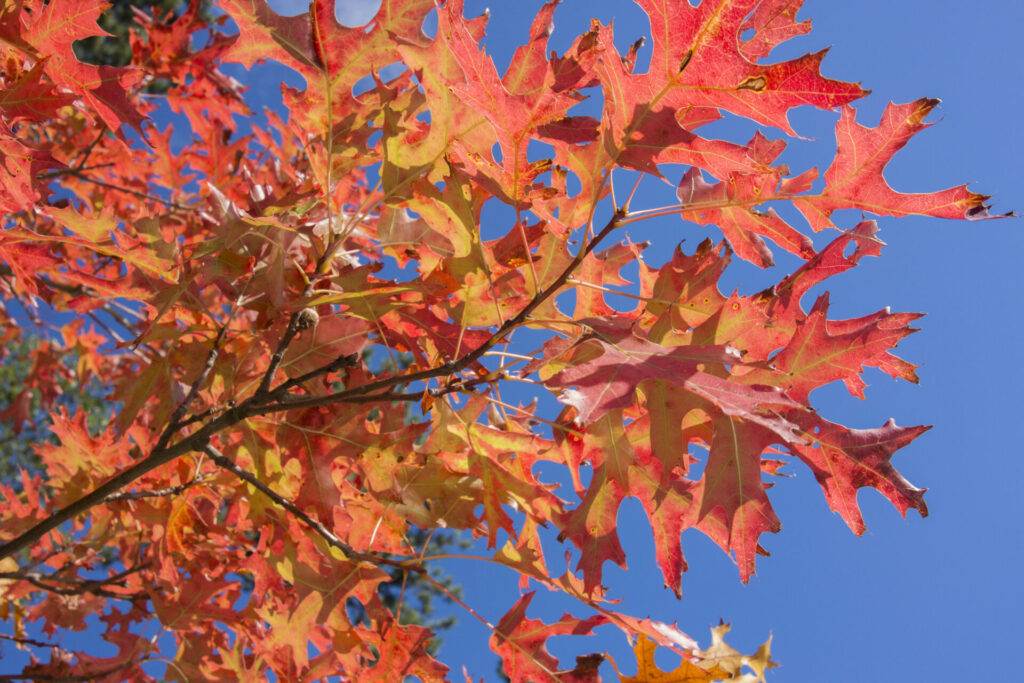 Feuilles rouge vif d’un chêne des marais (Quercus palustris) en automne, contrastant avec le ciel bleu clair.