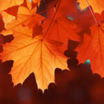 Gros plan sur des feuilles rouge vif d’érable à sucre (Acer saccharum) baignées dans la lumière automnale, mettant en valeur leurs nervures et teintes éclatantes.