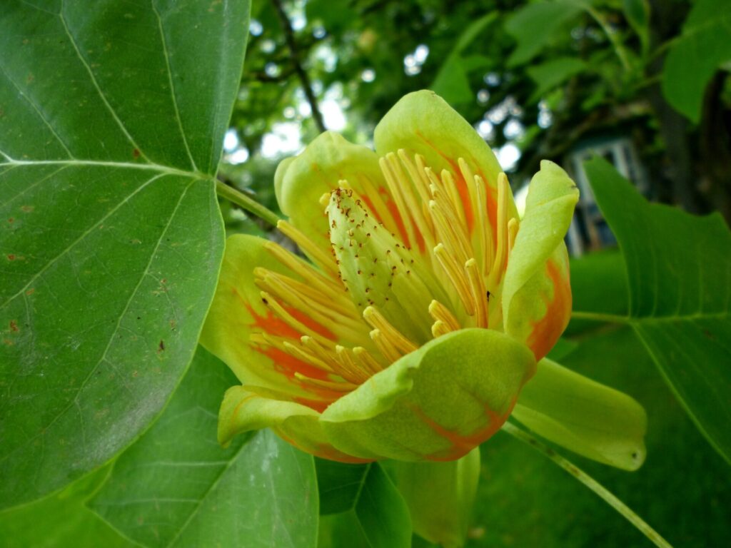 Fleur de Tulipier de Virginie (Liriodendron tulipifera), jaune et orange, entourée de larges feuilles vertes.