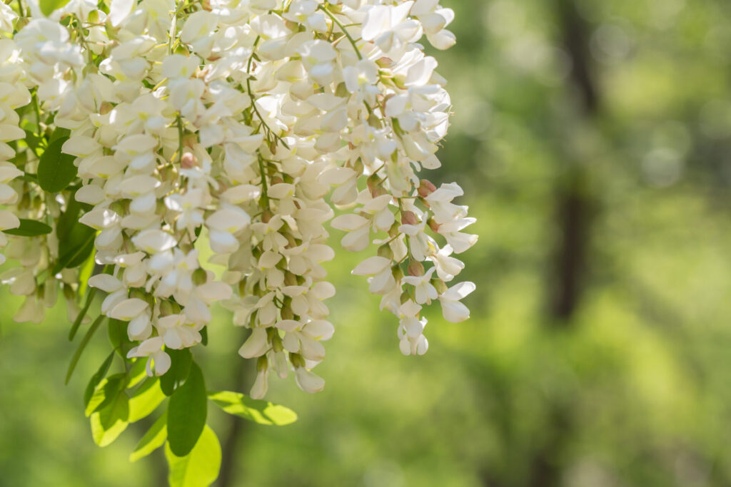 Grappe de fleurs blanches du Sophora japonica, ou arbre des pagodes, en pleine floraison sur fond de verdure