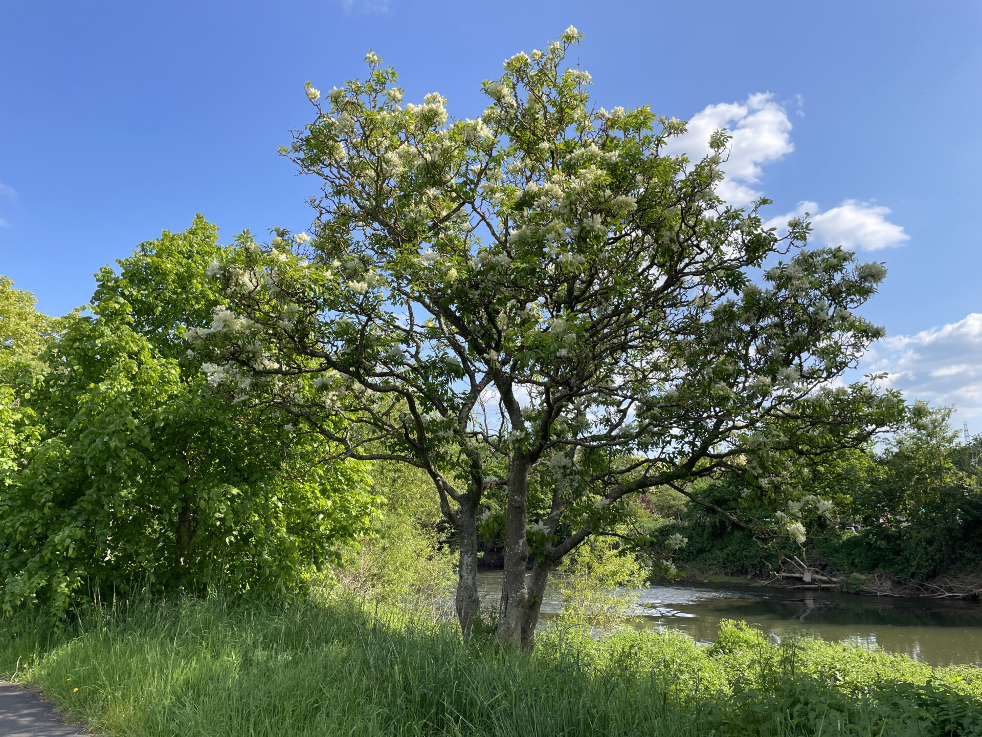 Frêne d’Amérique (Fraxinus americana) au bord d’un cours d’eau, arborant un feuillage vert sous un ciel bleu.