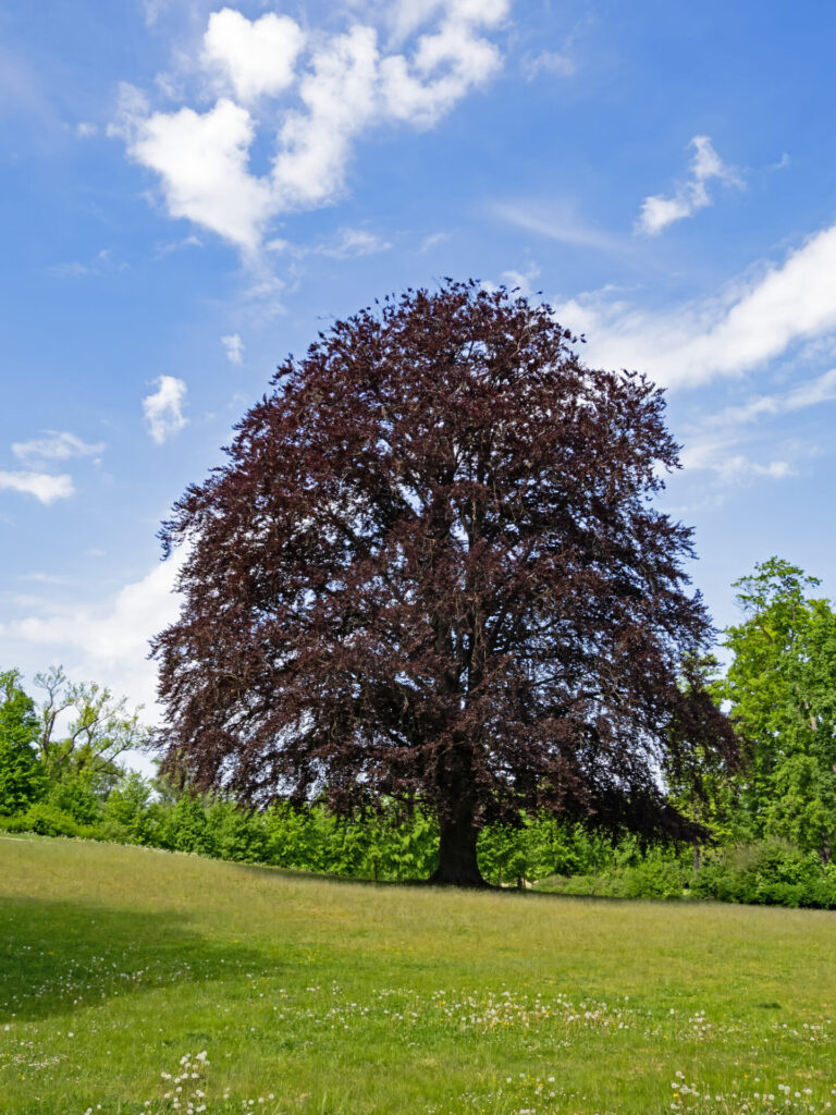 Un majestueux hêtre pourpre (Fagus sylvatica ‘Purpurea’) avec un feuillage sombre et dense, planté dans un parc verdoyant sous un ciel bleu parsemé de nuages.