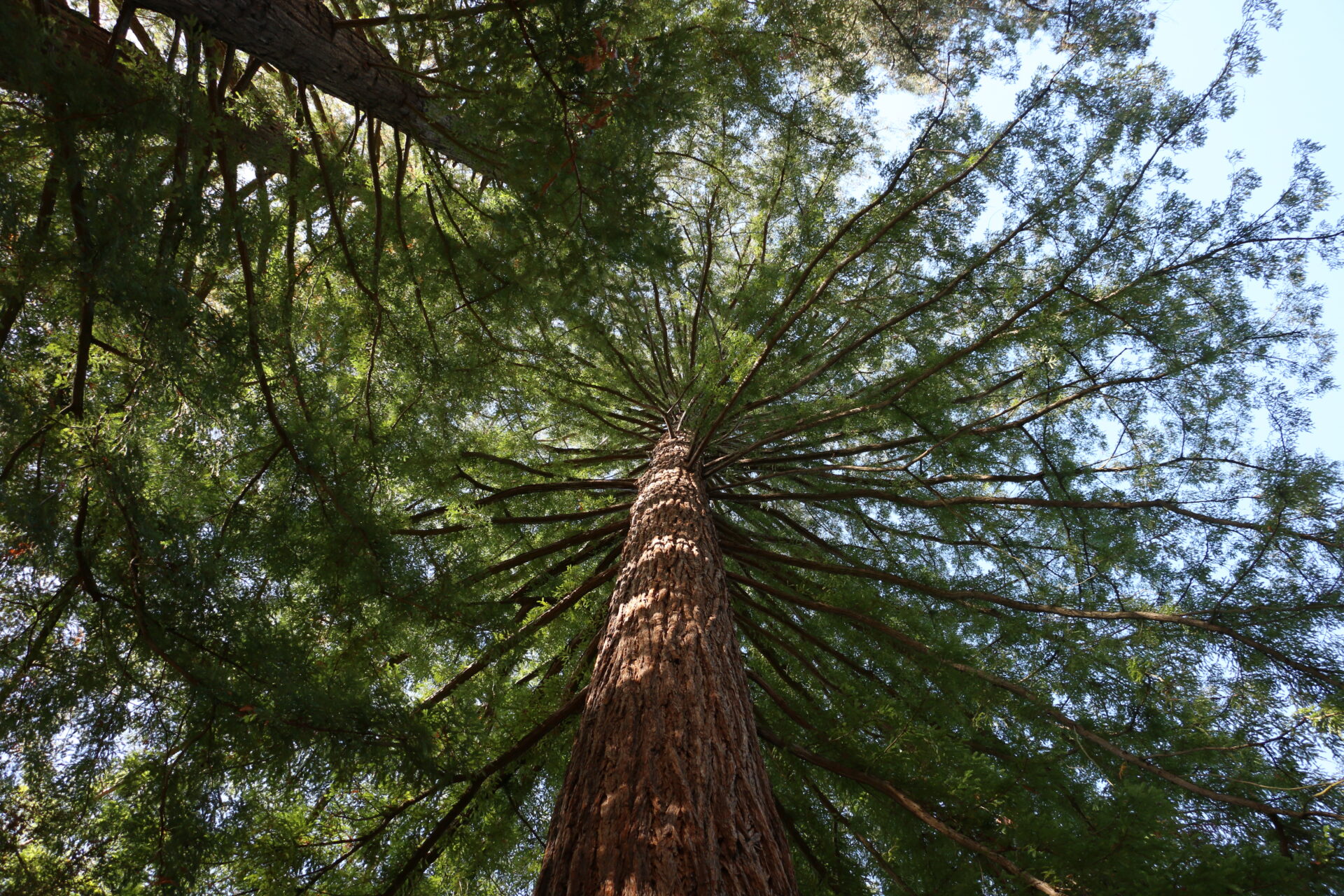 Vue spectaculaire d’un séquoia géant (Sequoiadendron giganteum) prise depuis sa base, montrant son tronc imposant et ses branches rayonnantes.