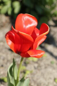 Tulipe Greigii