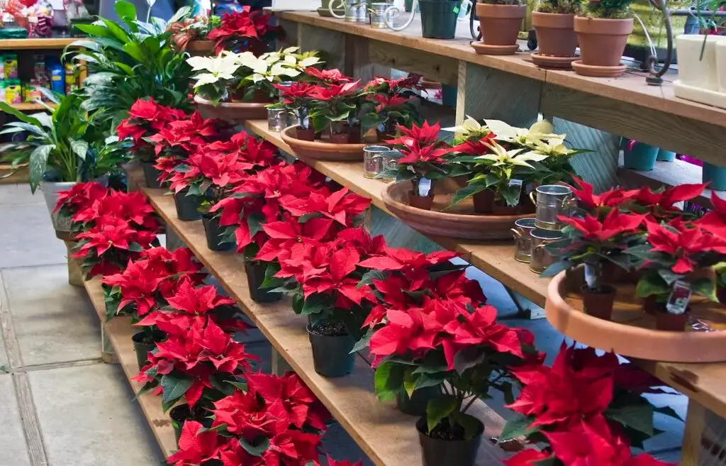 Journée internationale des poinsettias Crédit Liz West-Flickr https://www.flickr.com/photos/calliope/6456465809/
