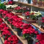 Journée internationale des poinsettias Crédit Liz West-Flickr https://www.flickr.com/photos/calliope/6456465809/