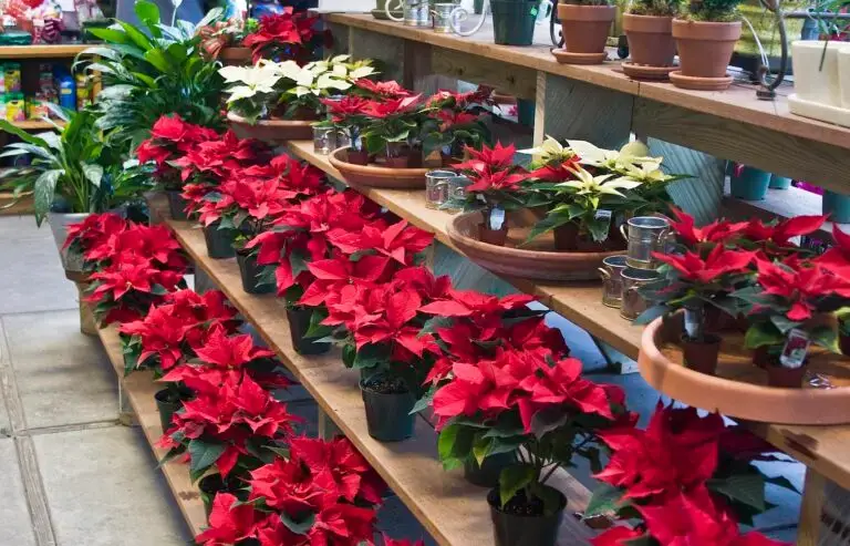Journée internationale des poinsettias Crédit Liz West-Flickr https://www.flickr.com/photos/calliope/6456465809/