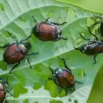 Invasive beetles eating string bean leaves in a garden