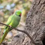 La perruche à collier se reconnaît aussi à son cri.