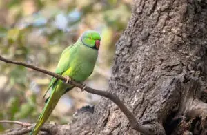 La perruche à collier se reconnaît aussi à son cri.