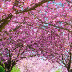 Un cerisier japonais en fleur.