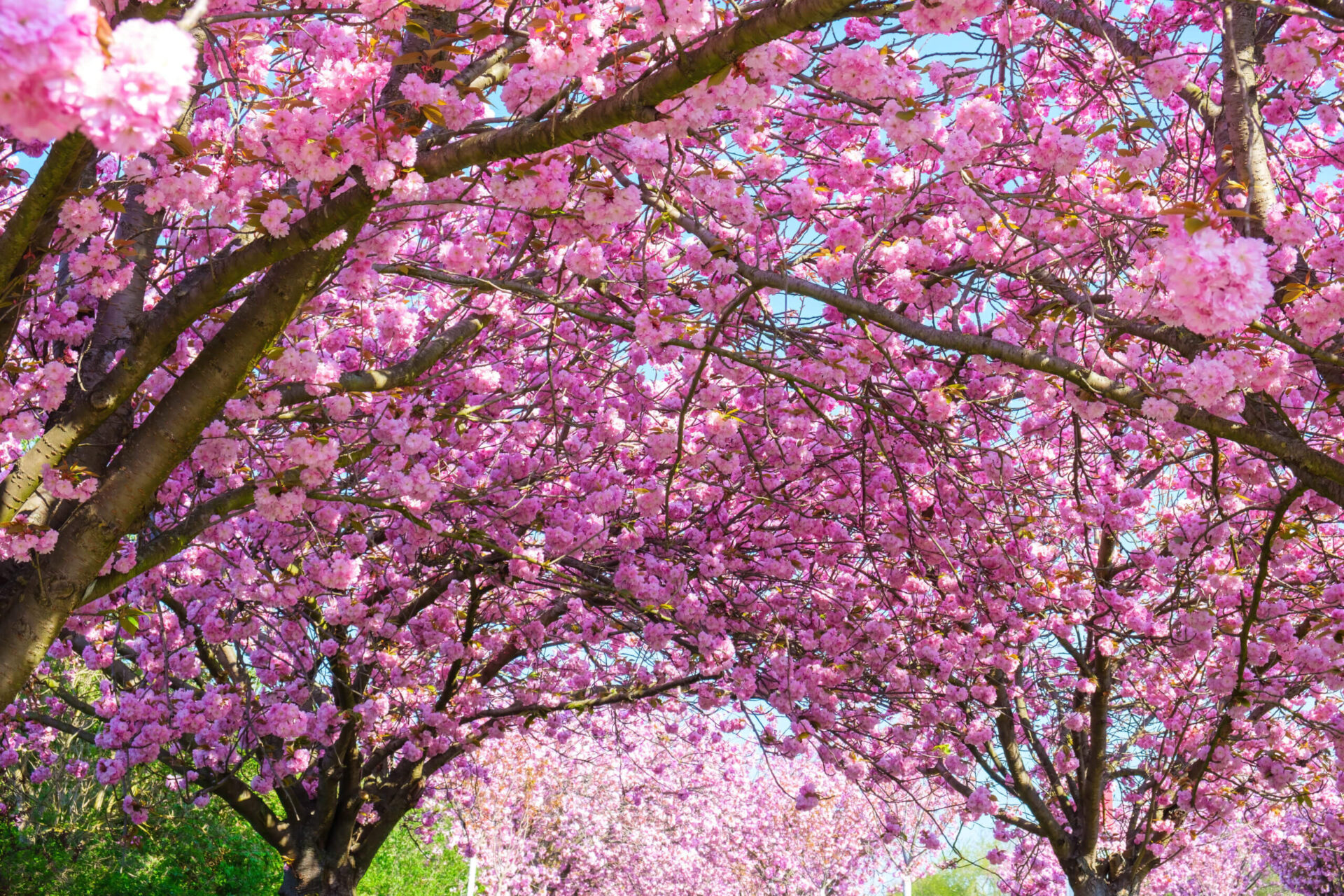 Un cerisier japonais en fleur.