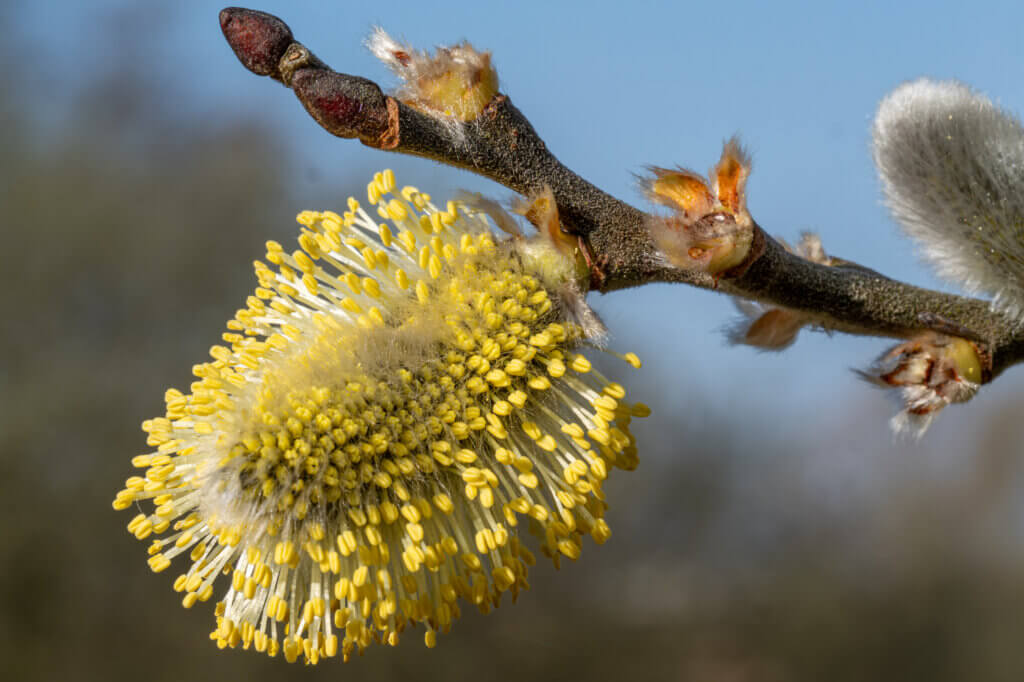fleur de saule