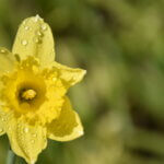 Une jonquille jaune sous la pluie