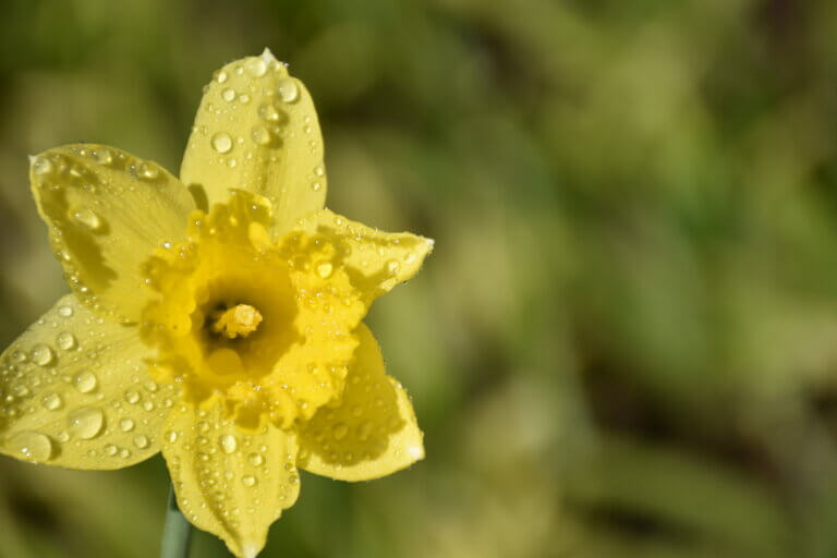Une jonquille jaune sous la pluie