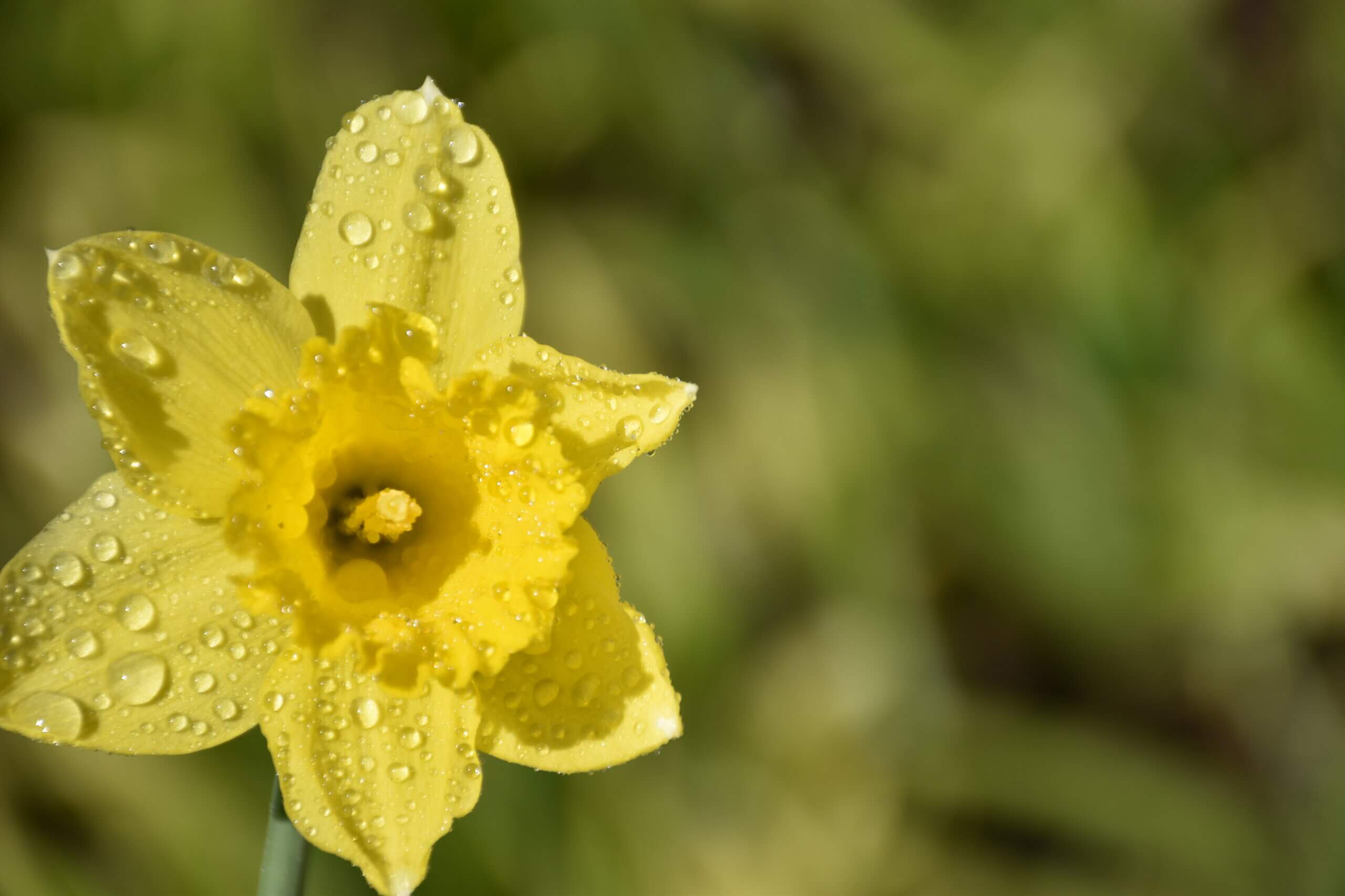 Une jonquille jaune sous la pluie
