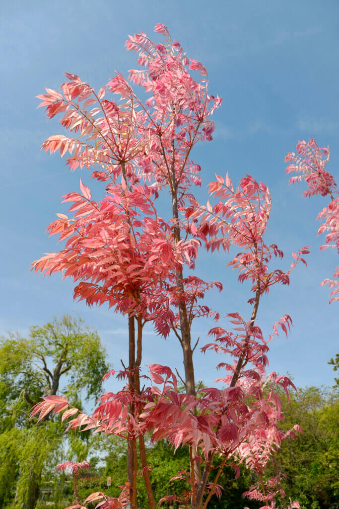 Le feuillage rose de toona sinensis flamingo