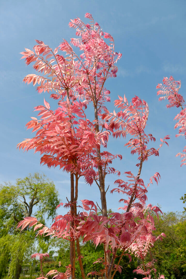 Le feuillage rose de toona sinensis flamingo