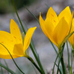 Fleurs dorées de sternbergia