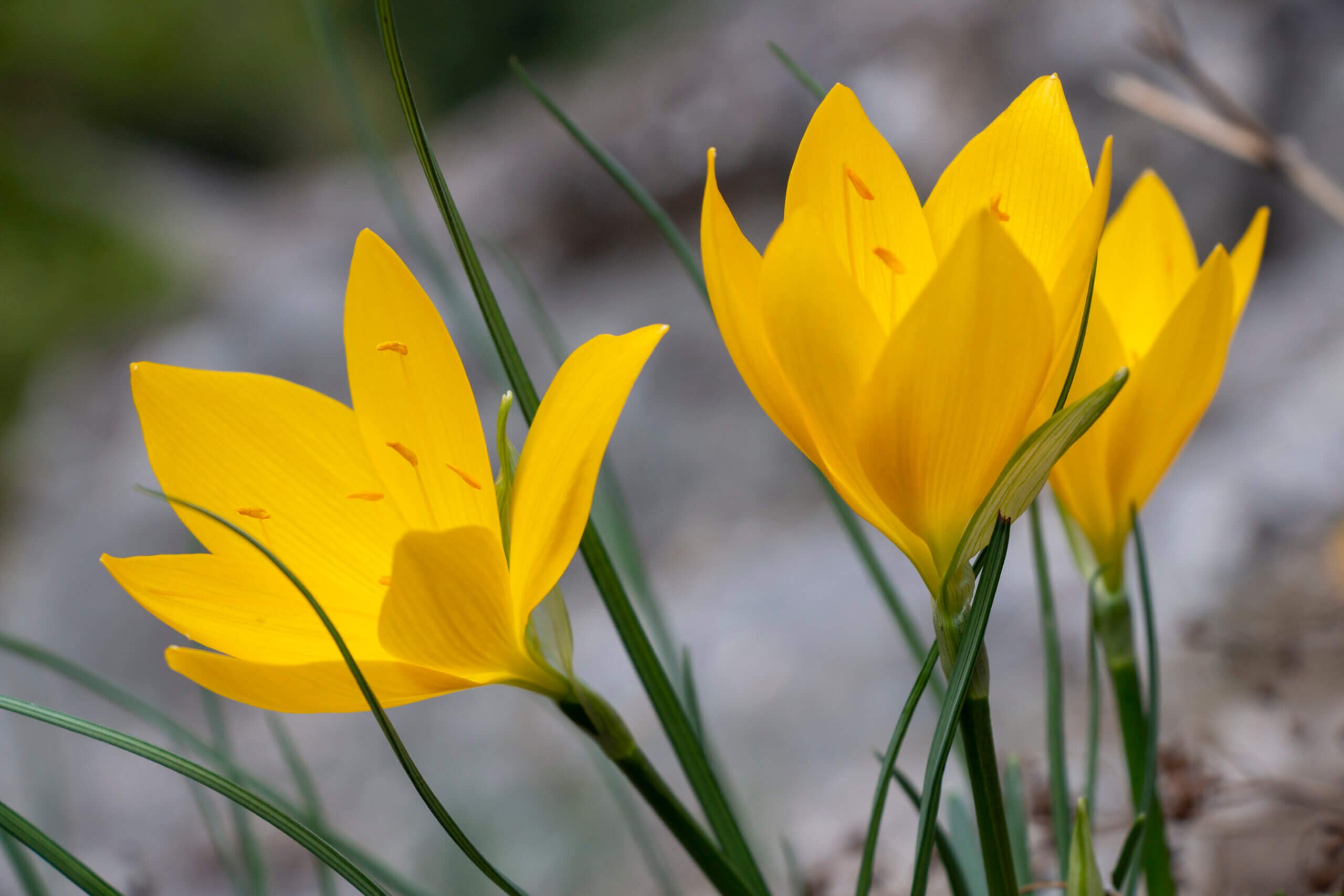 Fleurs dorées de sternbergia