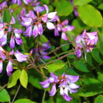 Campylotropis macrocarpa