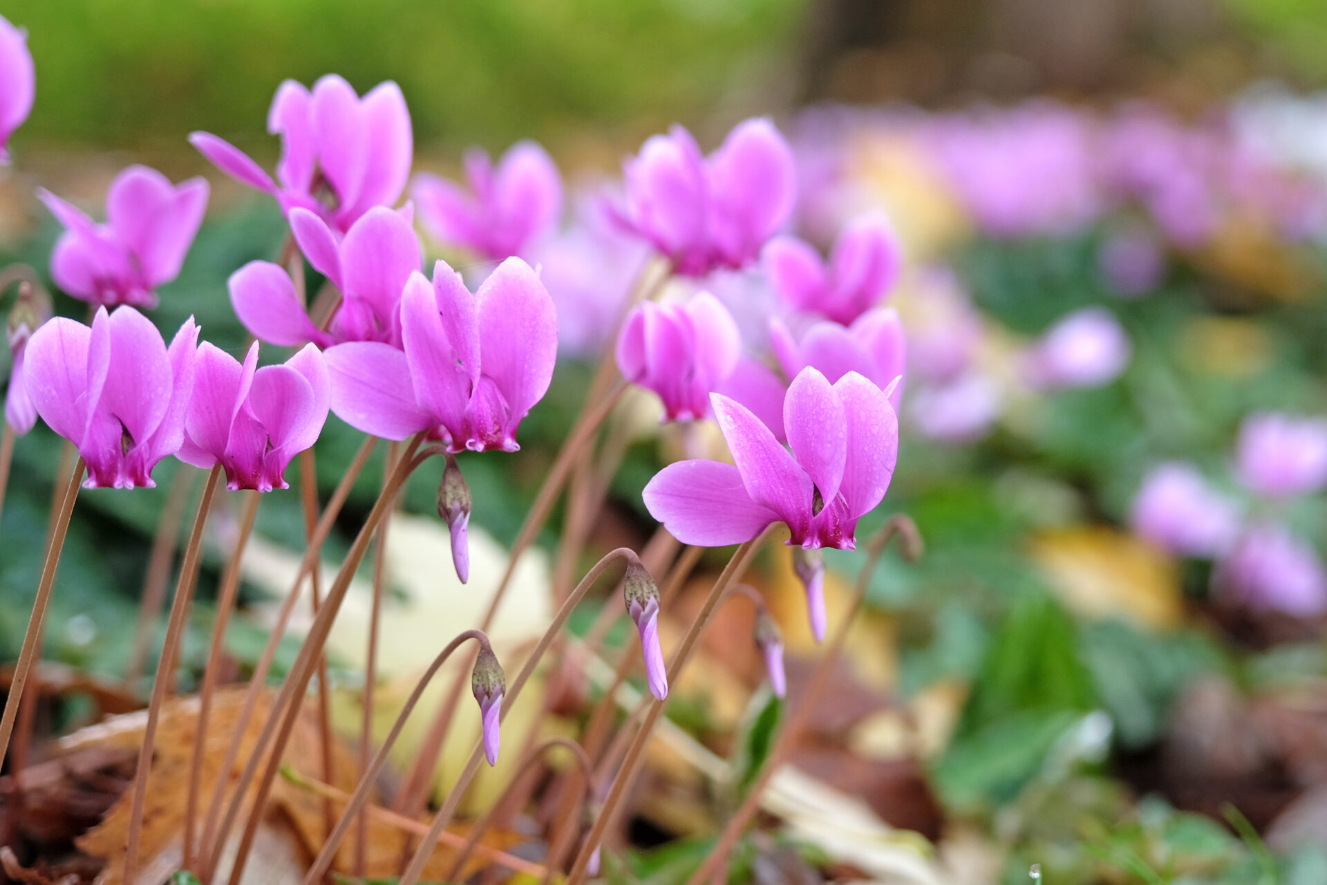 La floraison de cyclamen de Naples