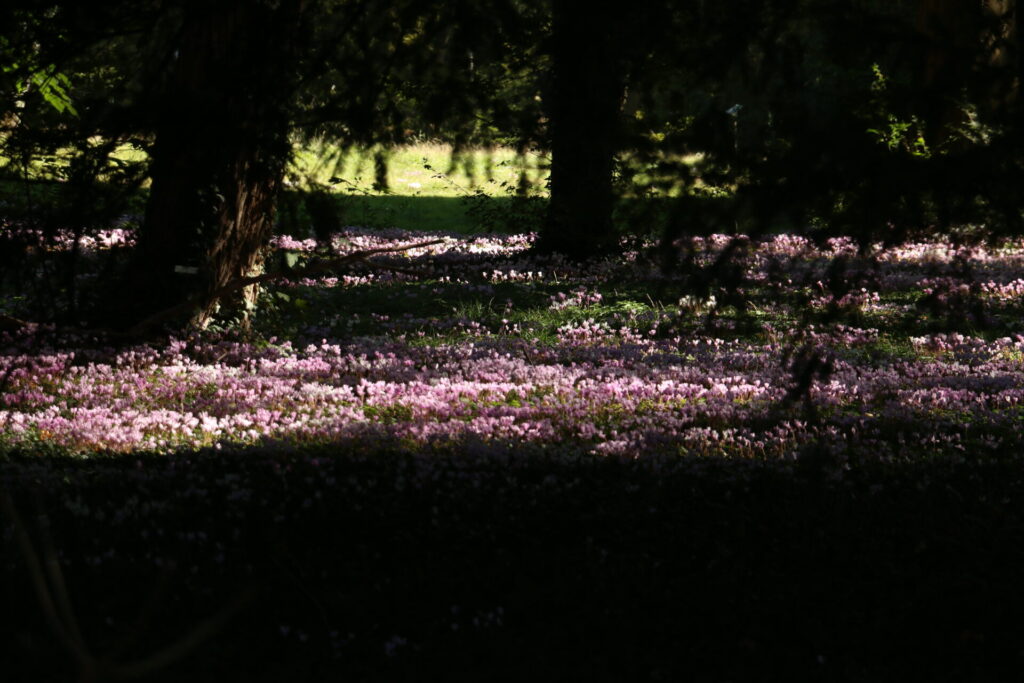 Le cyclamen de Naple se développe à l'ombre