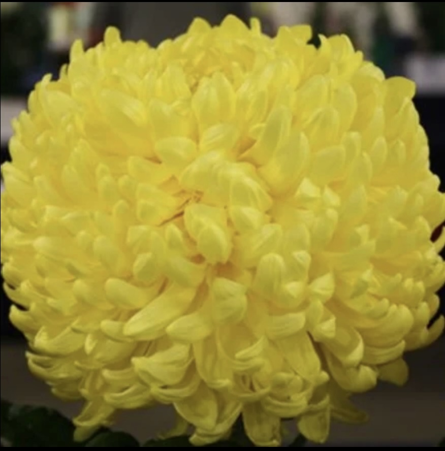 Chrysanthème incurvée-récurvée