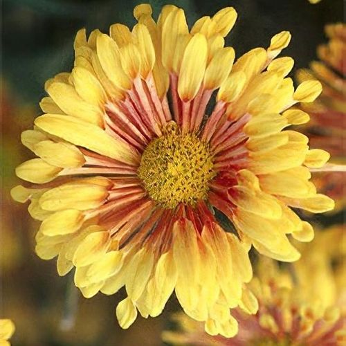 Chrysanthème à fleurs spatulées