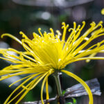 Chrysanthème araignée