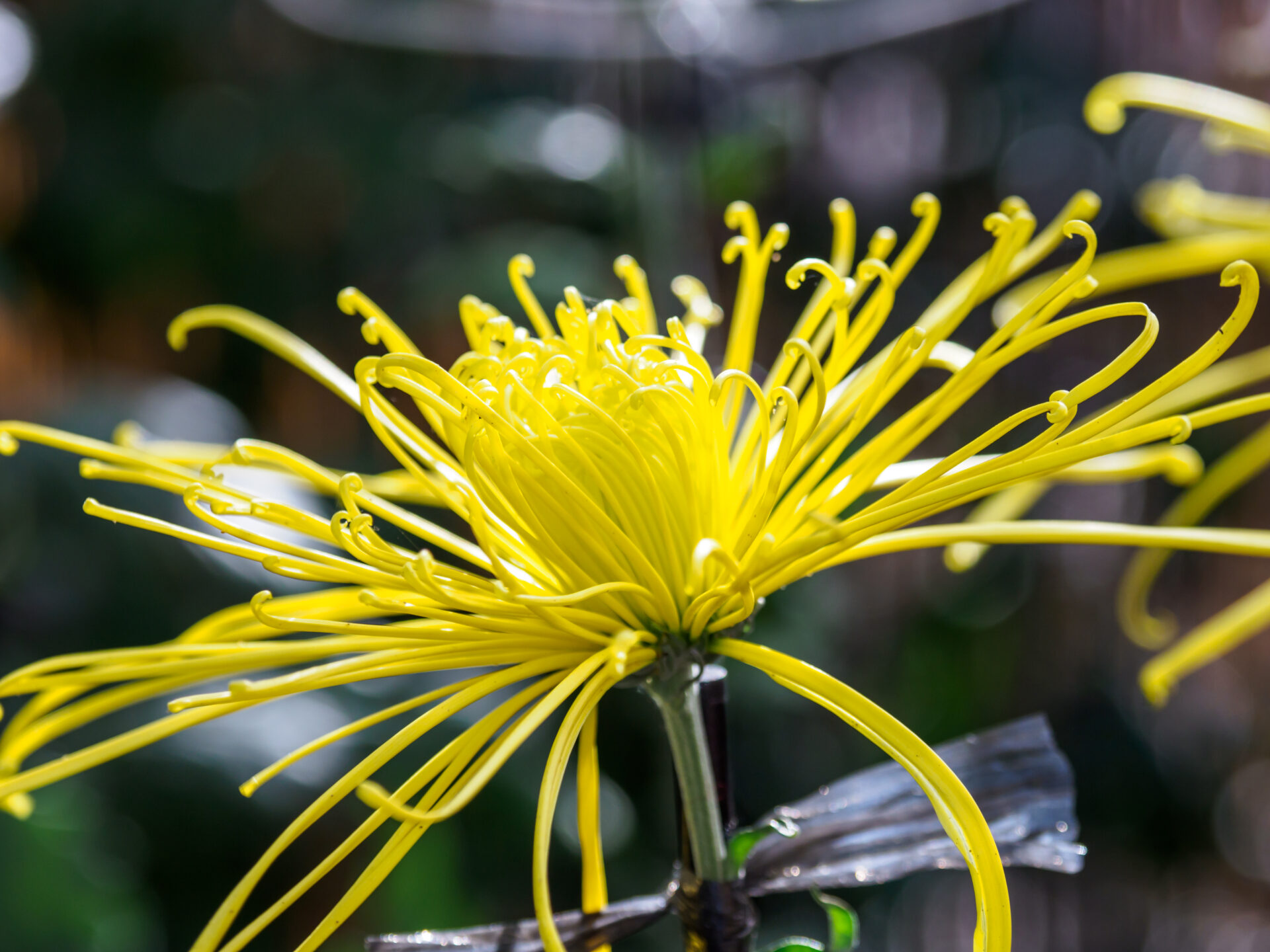 Chrysanthème araignée