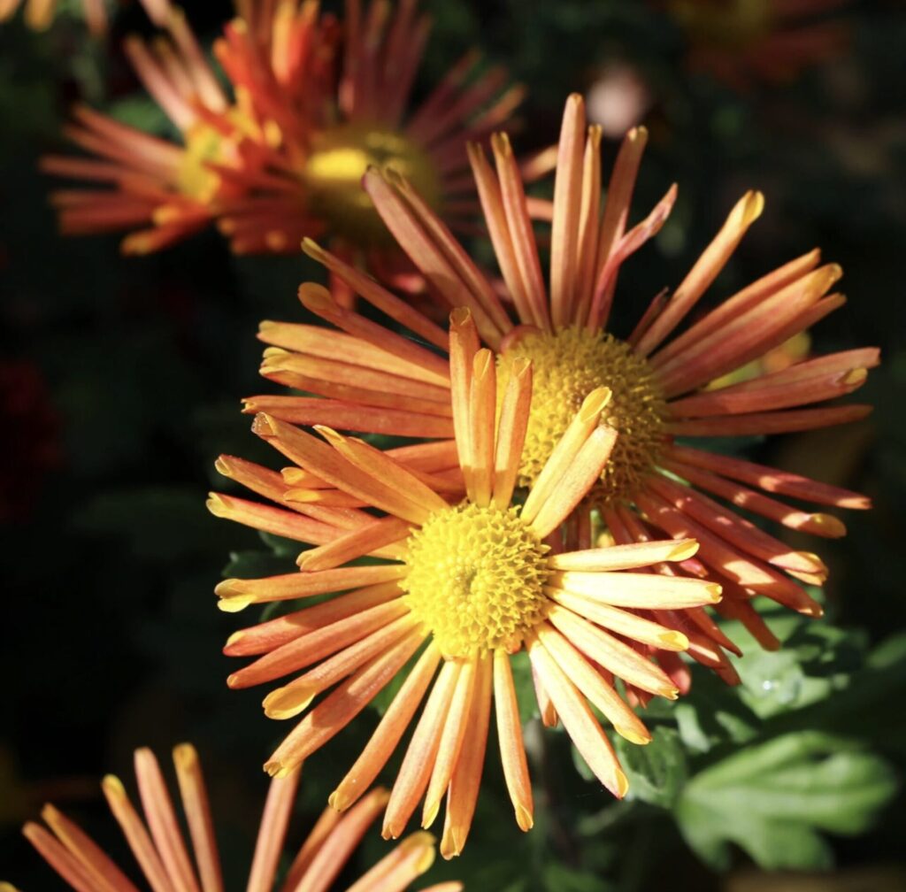Chrysanthème à fleurs tubulées spatulées