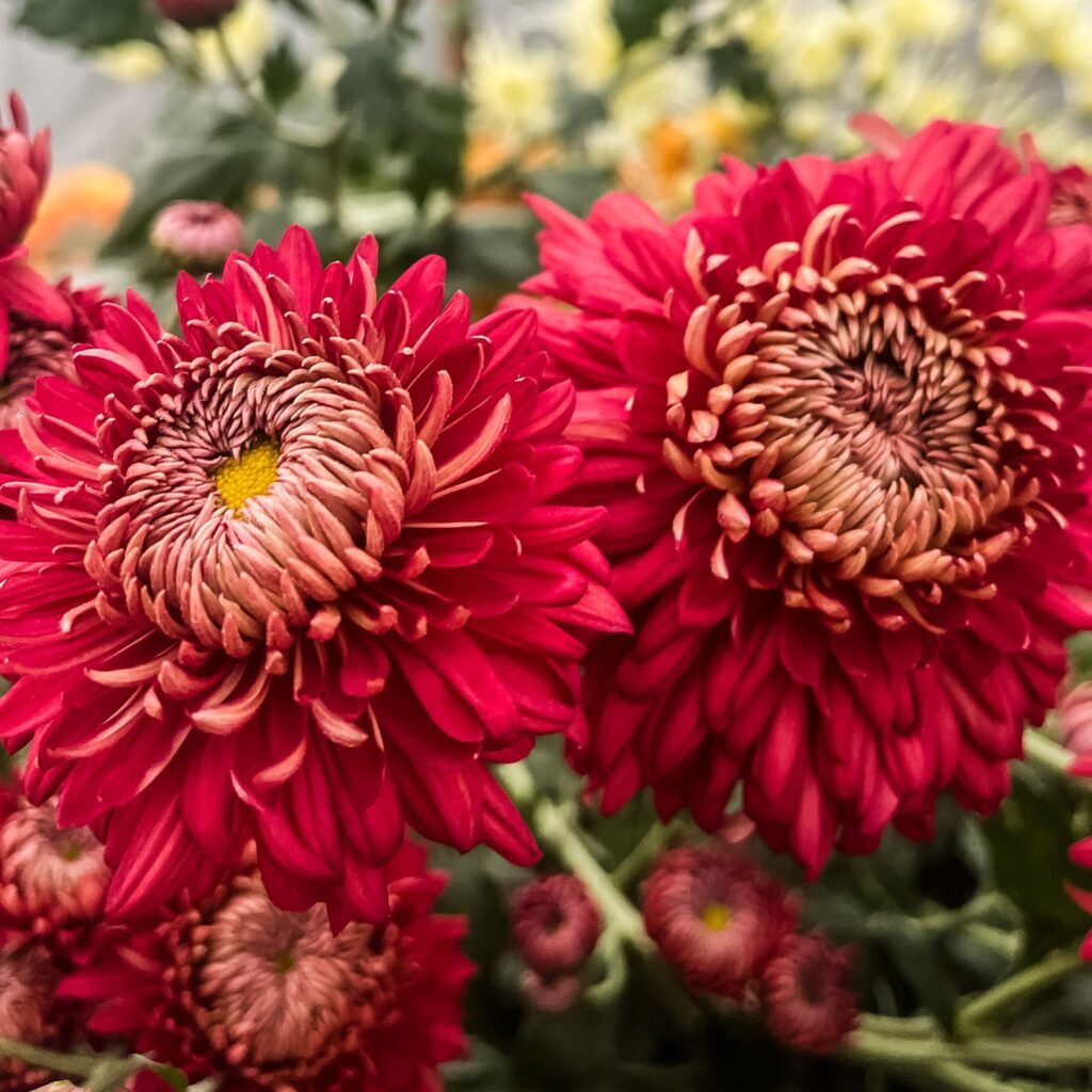 Chrysanthème à fleurs très récurvées