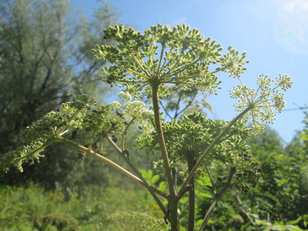 Ombelles vertes d’angélique sylvestre (Angelica sylvestris) sous un ciel ensoleillé.